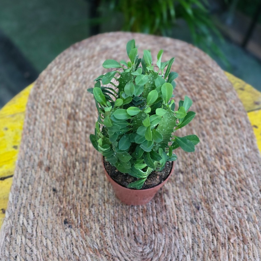 İthal Euphorbia Trigona – Süt Ağacı Kaktüs (Canlı Salon Bitkisi) - görsel 3