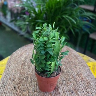 İthal Euphorbia Trigona – Süt Ağacı Kaktüs (Canlı Salon Bitkisi) - görsel 5