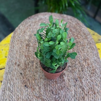 İthal Euphorbia Trigona – Süt Ağacı Kaktüs (Canlı Salon Bitkisi) - görsel 6