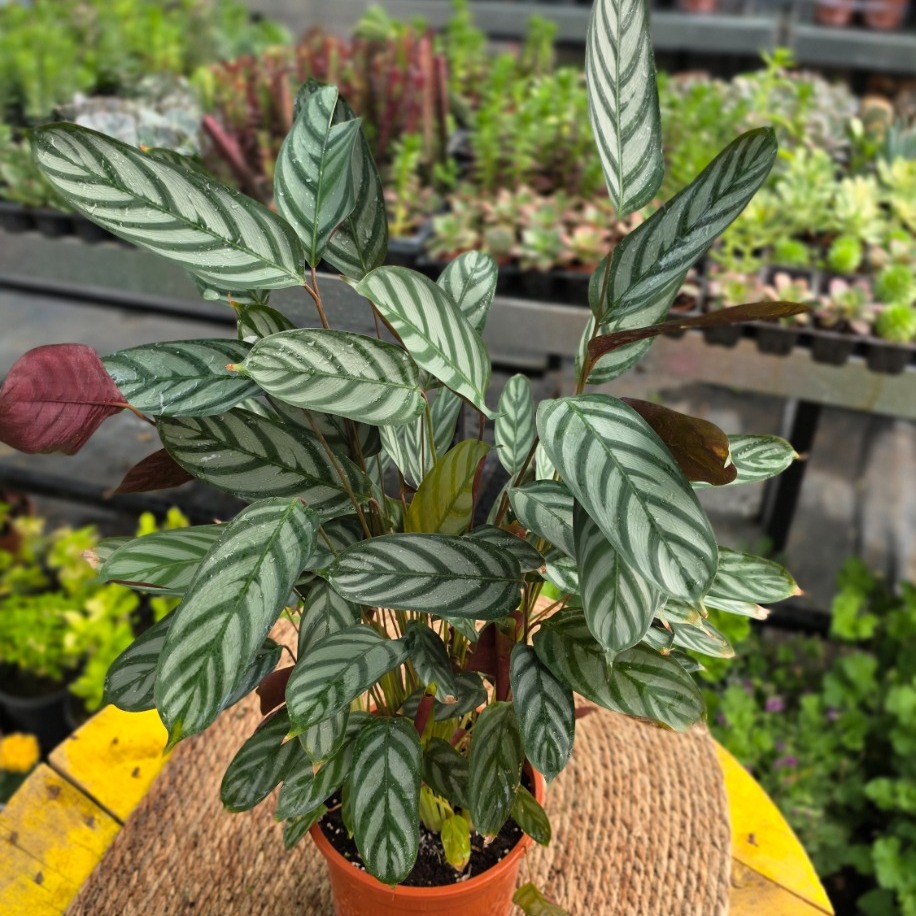 Ctenanthe Setosa – Gri Dua Çiçeği (Canlı Salon Bitkisi) - görsel 2