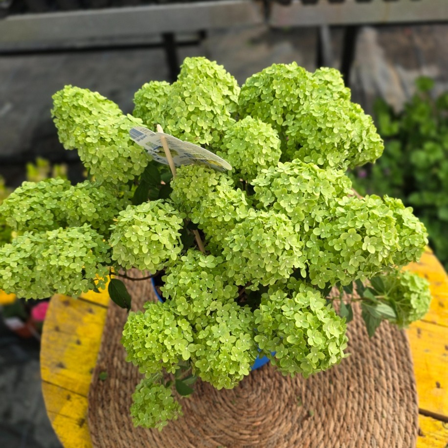 Yeşil Ortanca – Hydrangea Paniculata 'Limelight' (Dev Form Canlı Çiçekli Bitki) - görsel 2