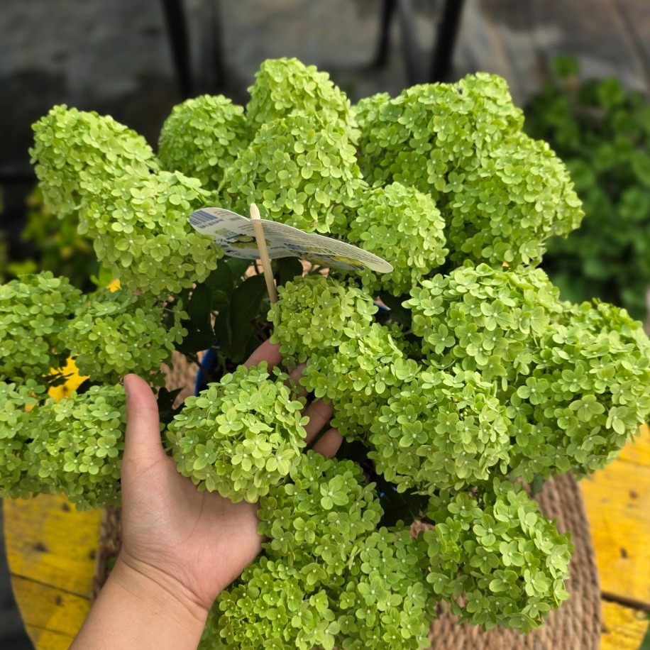 Yeşil Ortanca – Hydrangea Paniculata 'Limelight' (Dev Form Canlı Çiçekli Bitki) - görsel 4