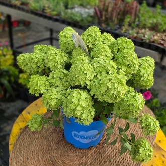Yeşil Ortanca – Hydrangea Paniculata 'Limelight' (Dev Form Canlı Çiçekli Bitki) - görsel 5
