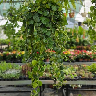 Pembe Ruj Çiçeği – Aeschynanthus (Özel Tür Askılı Saksıda Dev Form Canlı Çiçek) - görsel 5