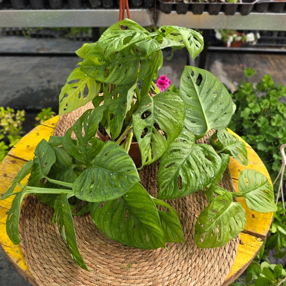 Monstera Adansonii – Maymun Maskesi / Delikli Sarmaşık (Askılı Saksıda Canlı Salon Bitkisi) - görsel 2