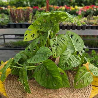 Monstera Adansonii – Maymun Maskesi / Delikli Sarmaşık (Askılı Saksıda Canlı Salon Bitkisi) - görsel 4