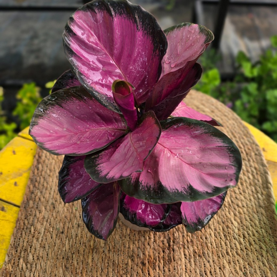Pembe Dua Çiçeği – Calathea Dottie (Özel Koleksiyon Türü Canlı Salon Bitkisi) - görsel 3