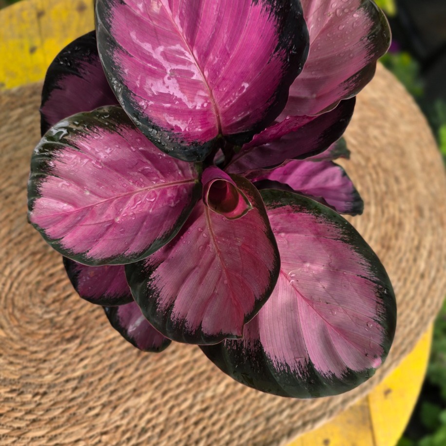 Pembe Dua Çiçeği – Calathea Dottie (Özel Koleksiyon Türü Canlı Salon Bitkisi) - görsel 4