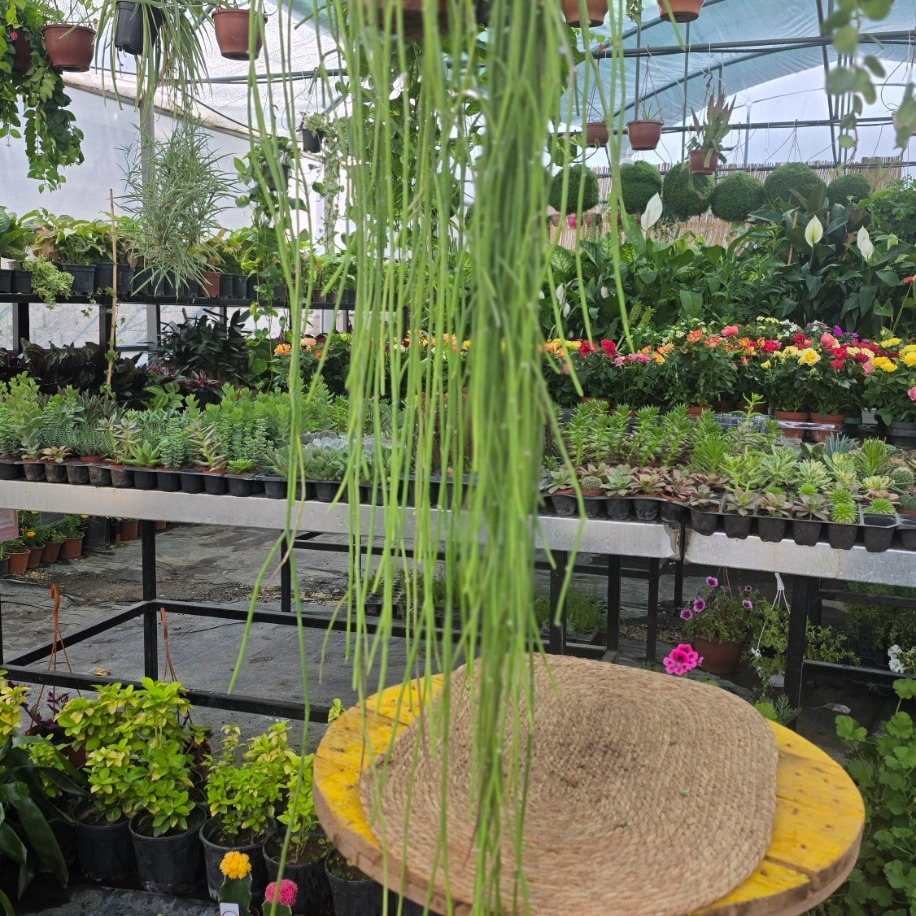 Ökse Otu Kaktüsü – Rhipsalis Baccifera (Askılı Saksıda Dev Ekstra Uzun Canlı Kaktüs) - görsel 2