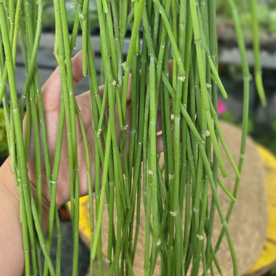 Ökse Otu Kaktüsü – Rhipsalis Baccifera (Askılı Saksıda Dev Ekstra Uzun Canlı Kaktüs) - görsel 3
