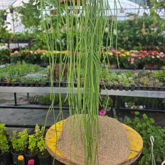 Ökse Otu Kaktüsü – Rhipsalis Baccifera (Askılı Saksıda Dev Ekstra Uzun Canlı Kaktüs) - görsel 4