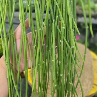 Ökse Otu Kaktüsü – Rhipsalis Baccifera (Askılı Saksıda Dev Ekstra Uzun Canlı Kaktüs) - görsel 6