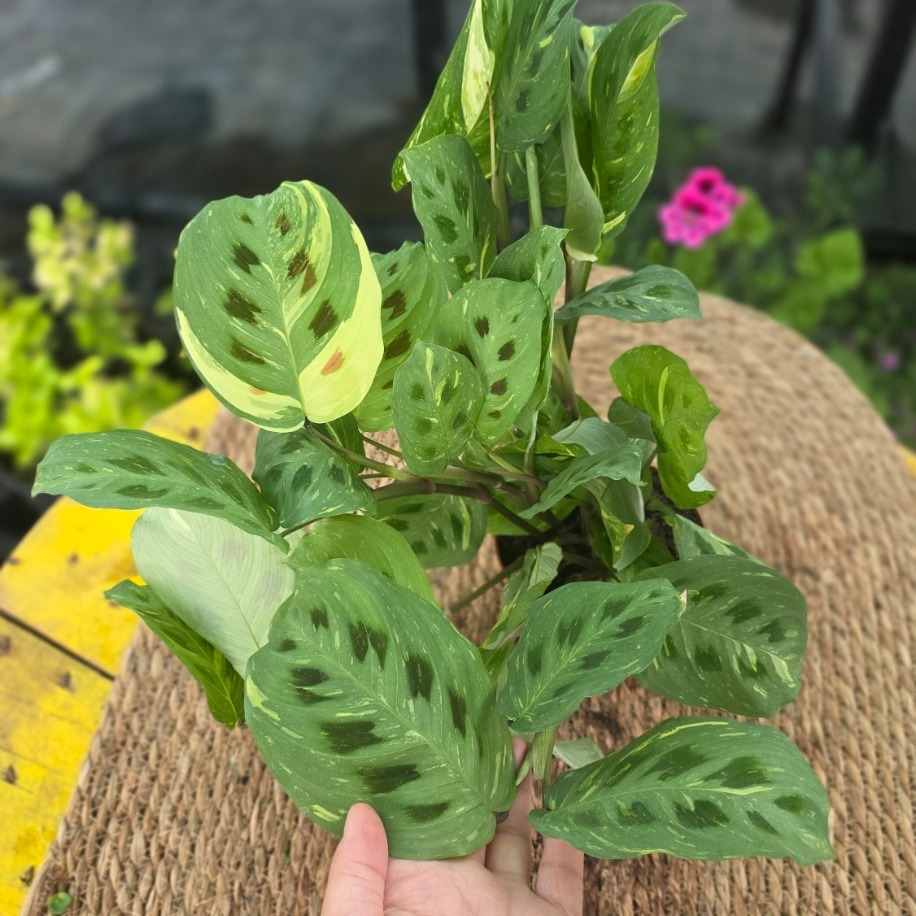 Alacalı Dua Çiçeği – Maranta Kerchoveana Variegata (Nadir Koleksiyon Türü Canlı Bitki) - görsel 2