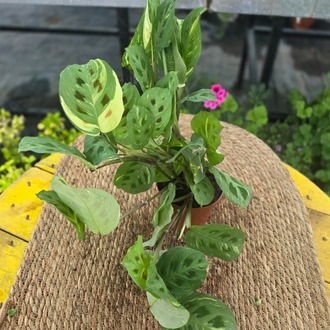 Alacalı Dua Çiçeği – Maranta Kerchoveana Variegata (Nadir Koleksiyon Türü Canlı Bitki) - görsel 3