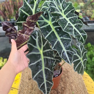Alocasia Polly / Amazonica – Fil Kulağı Bitkisi (Büyük Boy Canlı Salon Bitkisi) - görsel 5