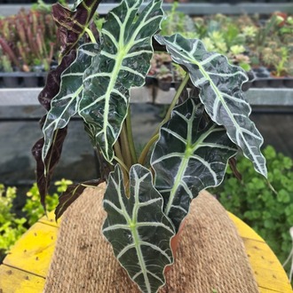 Alocasia Polly / Amazonica – Fil Kulağı Bitkisi (Büyük Boy Canlı Salon Bitkisi) - görsel 6