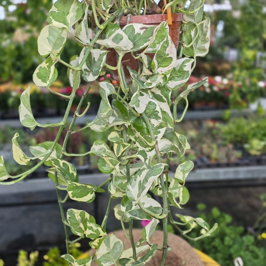 Alacalı N'Joy Pothos Sarmaşığı – Epipremnum N'Joy (Askılı Saksıda Sarkıcı Canlı Salon Bitkisi) - görsel 2