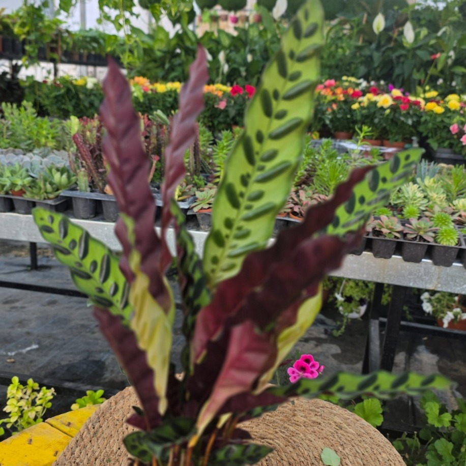 Calathea Insignis / Lancifolia – Mızrak Yapraklı Dua Çiçeği (Canlı Salon Bitkisi) - görsel 2