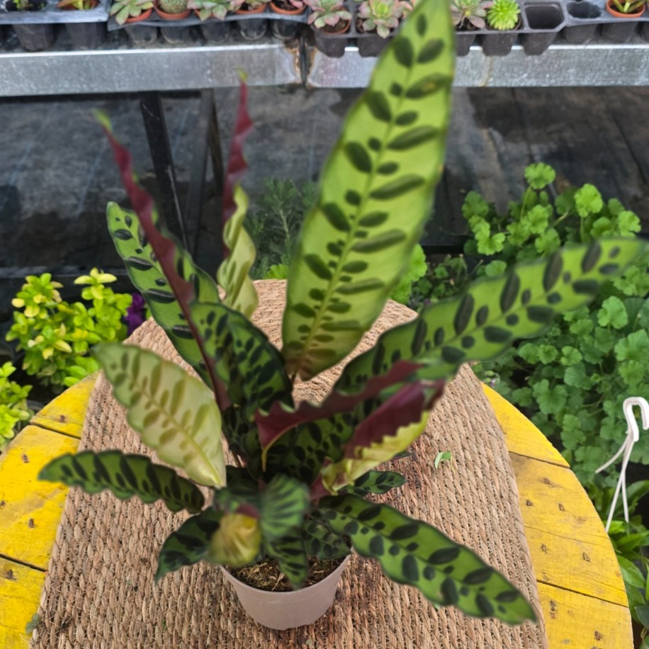 Calathea Insignis / Lancifolia – Mızrak Yapraklı Dua Çiçeği (Canlı Salon Bitkisi) - görsel 3