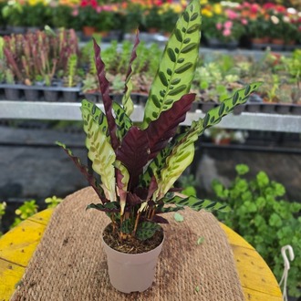 Calathea Insignis / Lancifolia – Mızrak Yapraklı Dua Çiçeği (Canlı Salon Bitkisi) - görsel 5