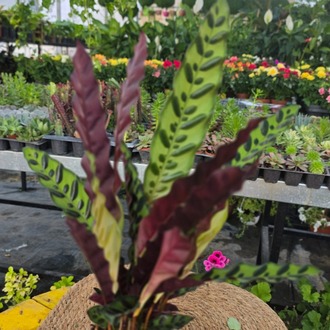 Calathea Insignis / Lancifolia – Mızrak Yapraklı Dua Çiçeği (Canlı Salon Bitkisi) - görsel 7