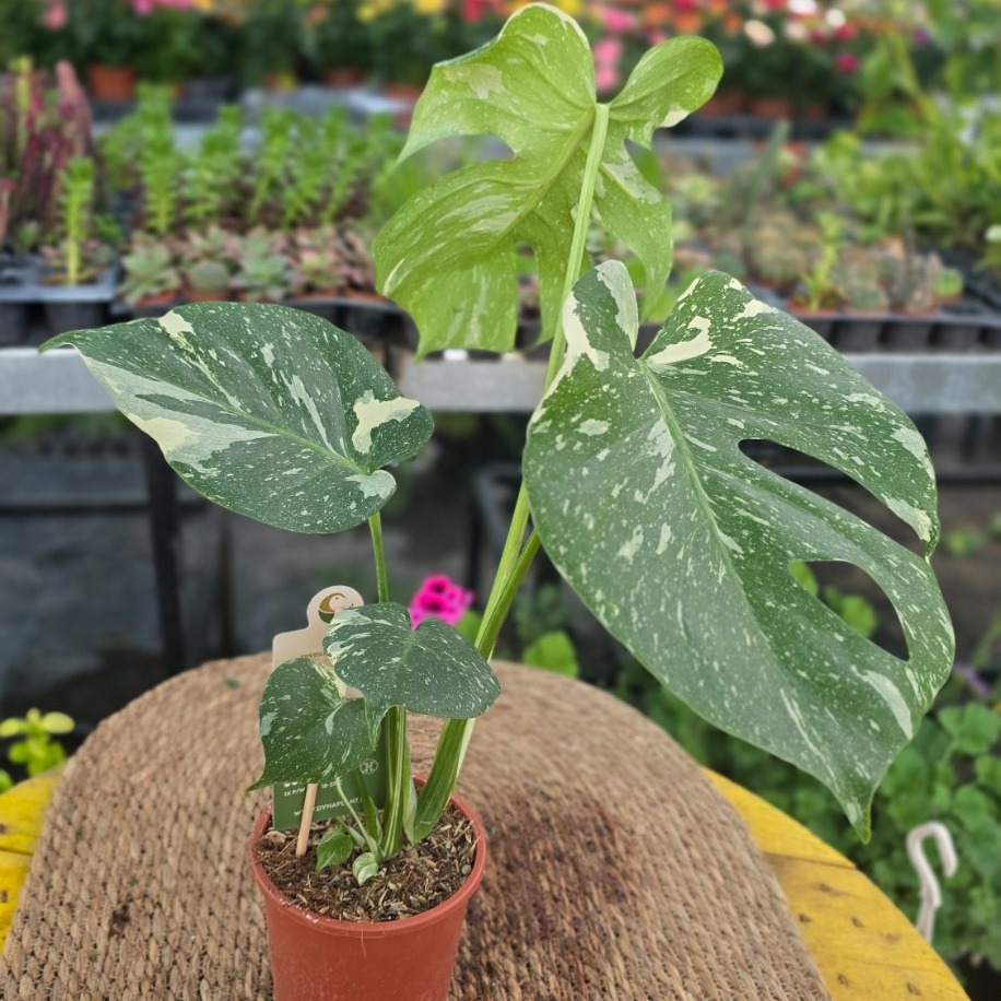 Monstera Thai Constellation – Alacalı Deve Tabanı (Nadir Özel Koleksiyon Canlı Bitkisi) - görsel 2