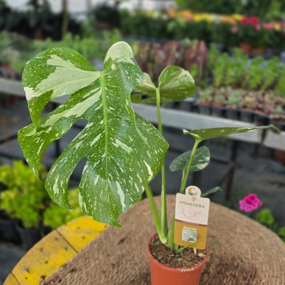 Monstera Thai Constellation – Alacalı Deve Tabanı (Nadir Özel Koleksiyon Canlı Bitkisi) - görsel 3