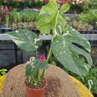 Monstera Thai Constellation – Alacalı Deve Tabanı (Nadir Özel Koleksiyon Canlı Bitkisi) - görsel 5