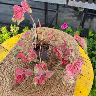 Pembe Kaladyum Bitkisi – Caladium Bicolor (Egzotik Yapraklı Canlı Salon Bitkisi / Melek Kanadı) - görsel 2