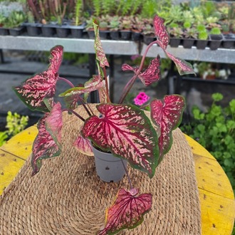 Bordo Pembe Benekli Kaladyum Bitkisi – Caladium Pink Flash (Egzotik Yapraklı Canlı Salon Bitkisi / Melek Kanadı) - görsel 2