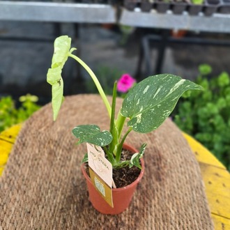 Alacalı Deve Tabanı Fidesi – Monstera Thai Constellation (Fide Boy / Nadir Koleksiyonluk Canlı Salon Bitkisi) - görsel 4
