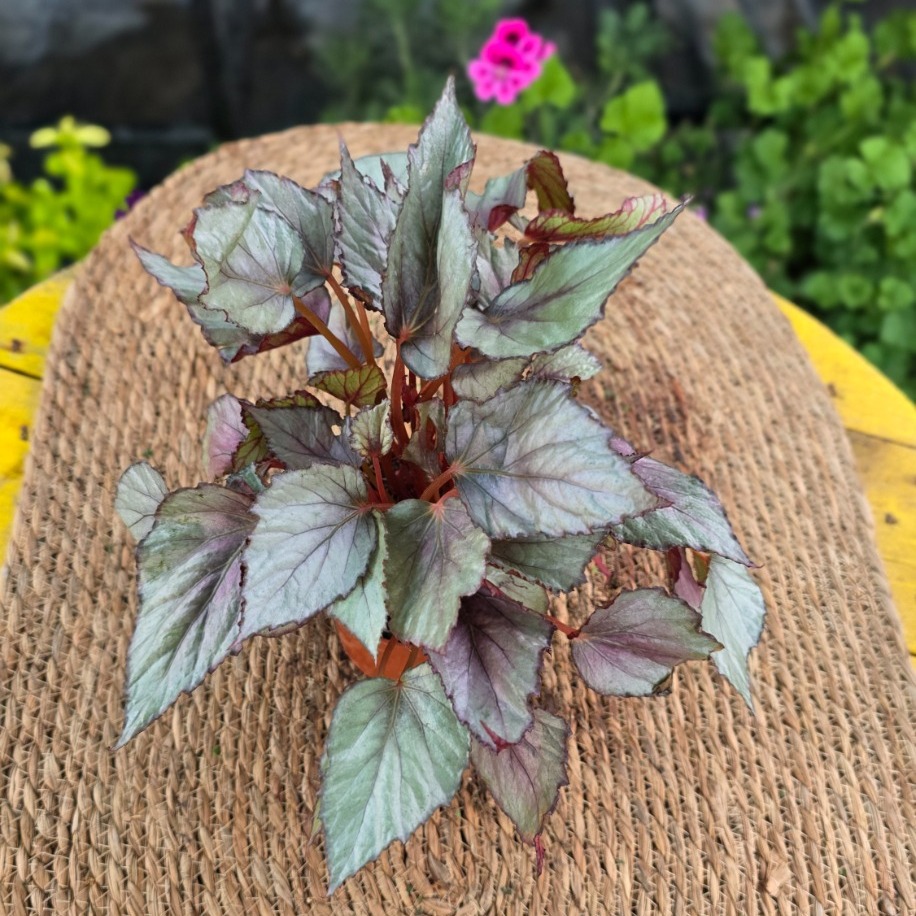 Gümüş Yapraklı Rex Begonyası – Begonia Rex (Canlı Renkli Yapraklı Salon Bitkisi) - görsel 2