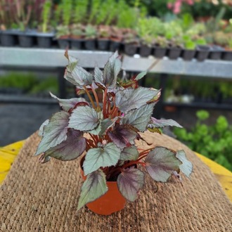 Gümüş Yapraklı Rex Begonyası – Begonia Rex (Canlı Renkli Yapraklı Salon Bitkisi) - görsel 4