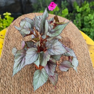 Gümüş Yapraklı Rex Begonyası – Begonia Rex (Canlı Renkli Yapraklı Salon Bitkisi) - görsel 5