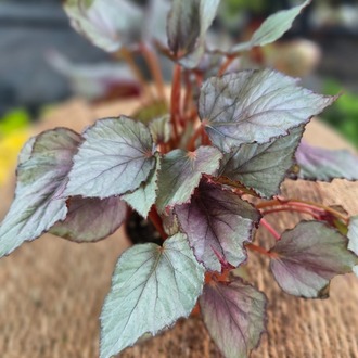 Gümüş Yapraklı Rex Begonyası – Begonia Rex (Canlı Renkli Yapraklı Salon Bitkisi) - görsel 6