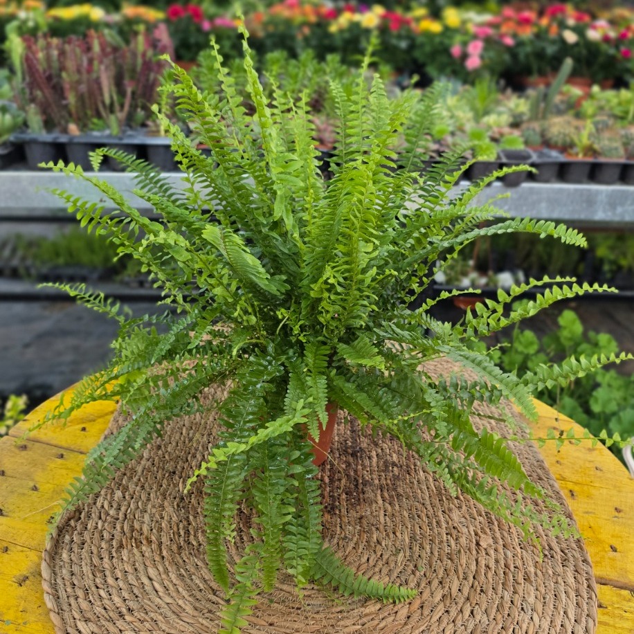 Aşk Merdiveni Bitkisi – Nephrolepis Exaltata (Canlı Yeşil Salon Eğrelti Otu / Boston Fern) - görsel 2