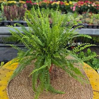 Aşk Merdiveni Bitkisi – Nephrolepis Exaltata (Canlı Yeşil Salon Eğrelti Otu / Boston Fern) - görsel 5