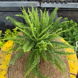Aşk Merdiveni Bitkisi – Nephrolepis Exaltata (Canlı Yeşil Salon Eğrelti Otu / Boston Fern) - görsel 6