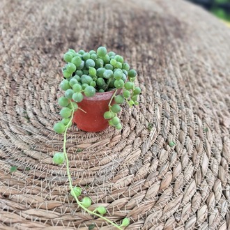Tespih Kaktüs Çiçeği – Senecio Rowleyanus (Canlı İnci Tanesi Sukulent / Sarkan Salon Bitkisi) - görsel 4