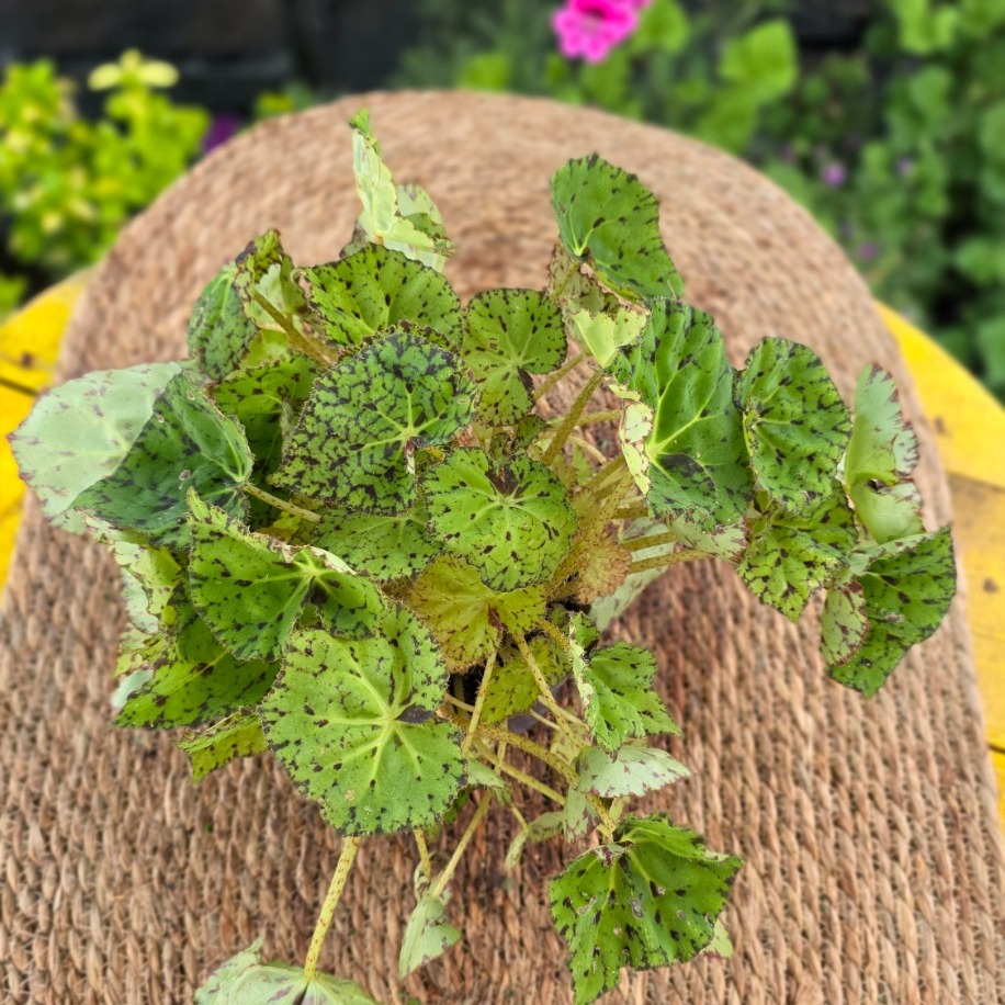 Tiger Begonya – Begonia Bowerae Tiger Paws (Canlı Benekli Salon Yaprak Begonyası) - görsel 2