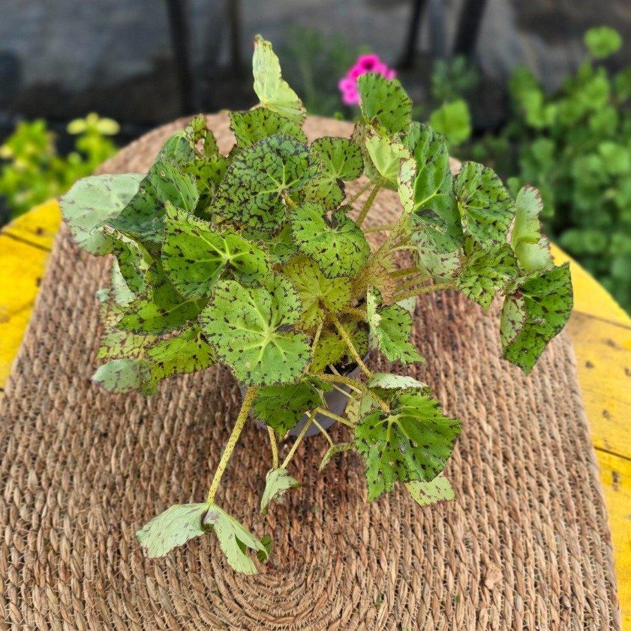 Tiger Begonya – Begonia Bowerae Tiger Paws (Canlı Benekli Salon Yaprak Begonyası) - görsel 3