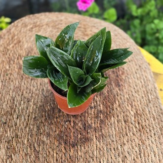Tam Bodur Paşa Kılıcı – Sansevieria Hahnii Green (Minyatür Canlı Salon Bitkisi) - görsel 5