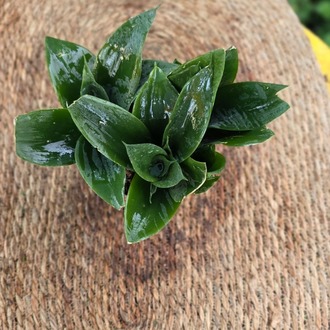 Tam Bodur Paşa Kılıcı – Sansevieria Hahnii Green (Minyatür Canlı Salon Bitkisi) - görsel 6