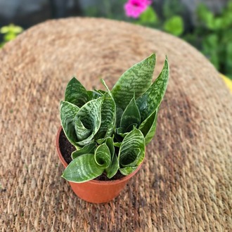 Gümüş Bodur Paşa Kılıcı – Sansevieria Silver Hahnii (Minyatür Canlı Salon Bitkisi) - görsel 4