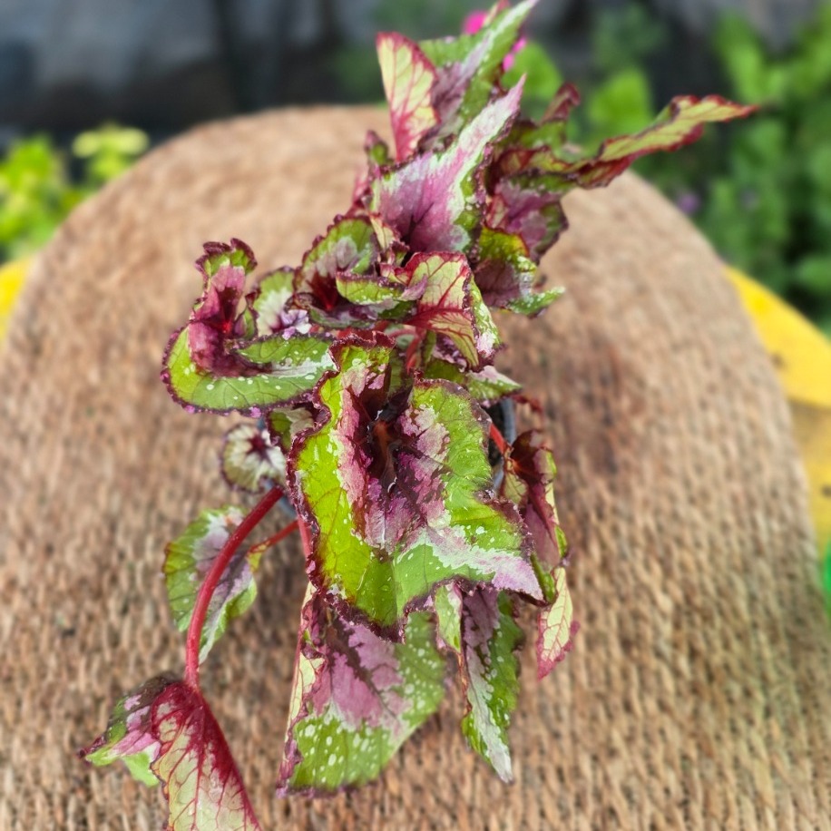 Pembe-Yeşil Ebruli Yaprak Begonyası – Begonia Rex (Canlı Renkli Salon Bitkisi) - görsel 3