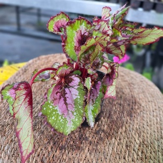 Pembe-Yeşil Ebruli Yaprak Begonyası – Begonia Rex (Canlı Renkli Salon Bitkisi) - görsel 4
