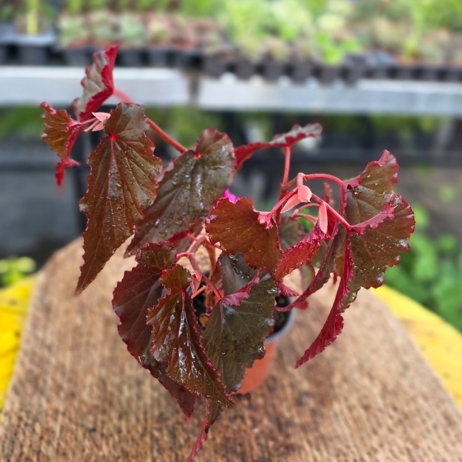 Kırmızı Alev Yaprak Begonyası – Begonia Rex Inca Flame (Canlı Kırmızı Salon Bitkisi) - görsel 2