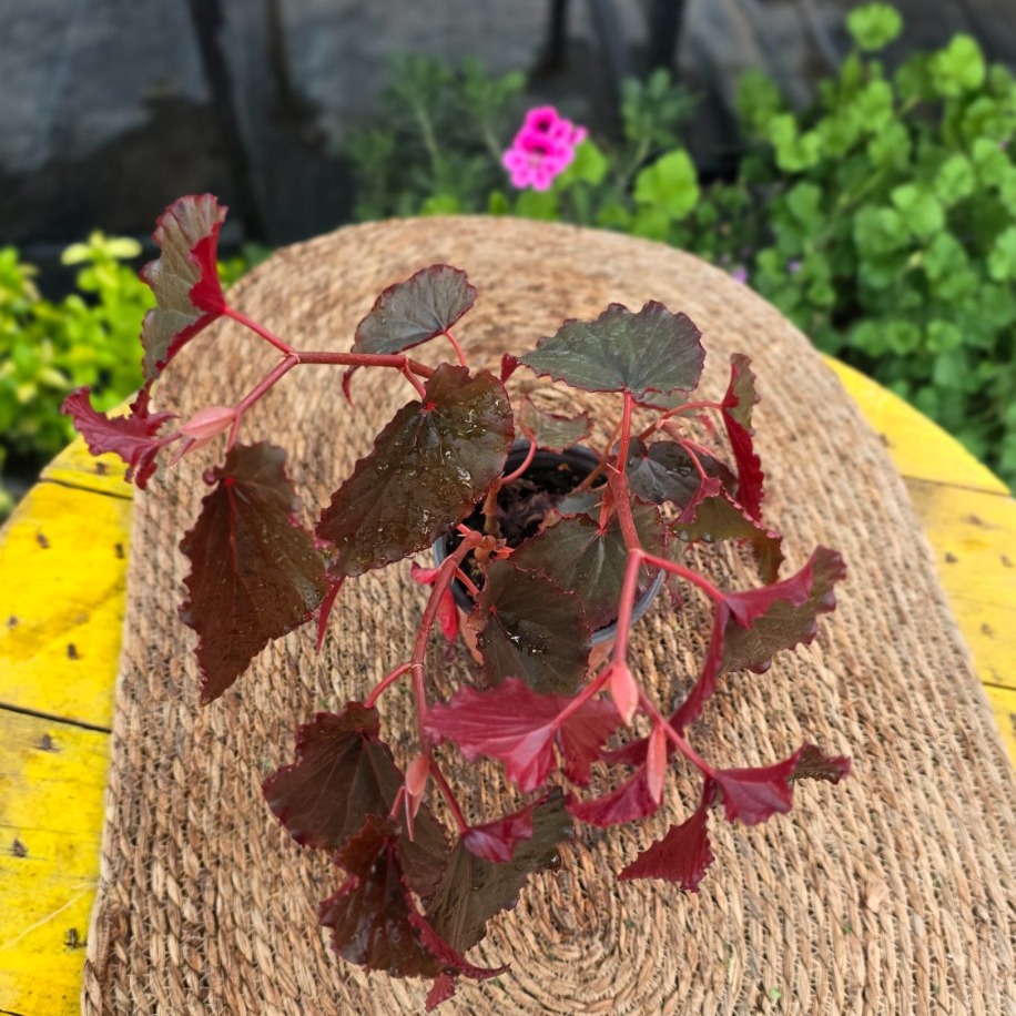 Kırmızı Alev Yaprak Begonyası – Begonia Rex Inca Flame (Canlı Kırmızı Salon Bitkisi) - görsel 3
