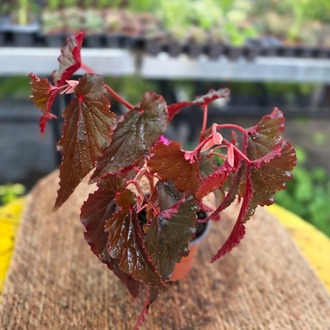Kırmızı Alev Yaprak Begonyası – Begonia Rex Inca Flame (Canlı Kırmızı Salon Bitkisi) - görsel 5