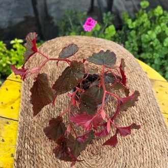 Kırmızı Alev Yaprak Begonyası – Begonia Rex Inca Flame (Canlı Kırmızı Salon Bitkisi) - görsel 6